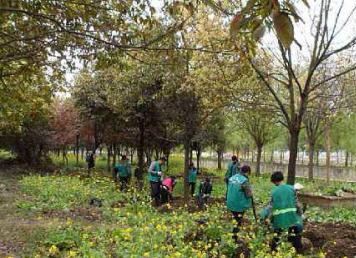 厦门砍树伐树高空修剪树枝绿化管理绿化垃圾清理