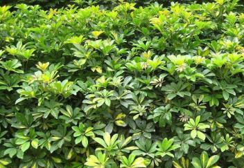 厦门景观大型非洲茉莉绿植花卉防辐射植物盆栽绿化施工