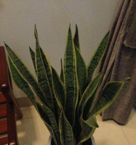 除甲醛利器,家用实惠大虎皮兰陶瓷盆栽