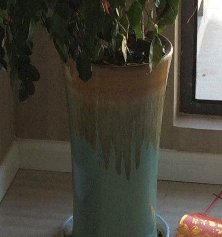 大花盆低价转让