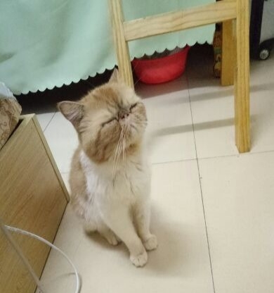 一岁半未做绝育纯种加菲猫