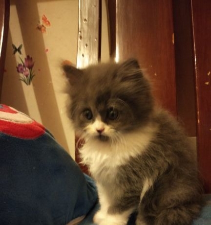 蓝白长毛自己养