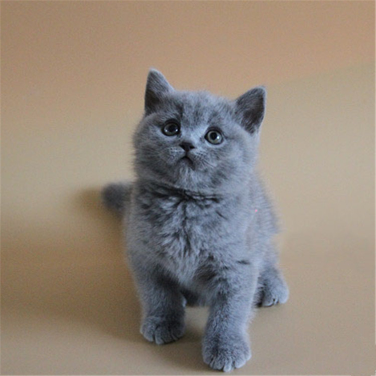 福建厦门精品包子脸蓝猫到哪买