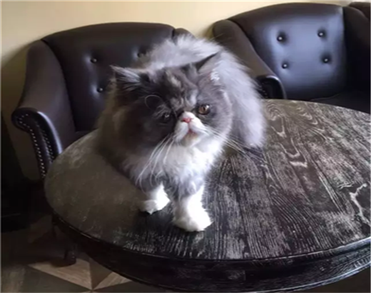 长期出售波斯猫 长毛波斯猫 白波斯猫 包纯种健康