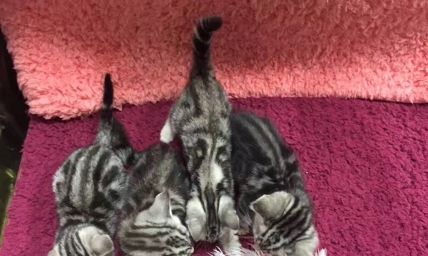 两个月美短标斑