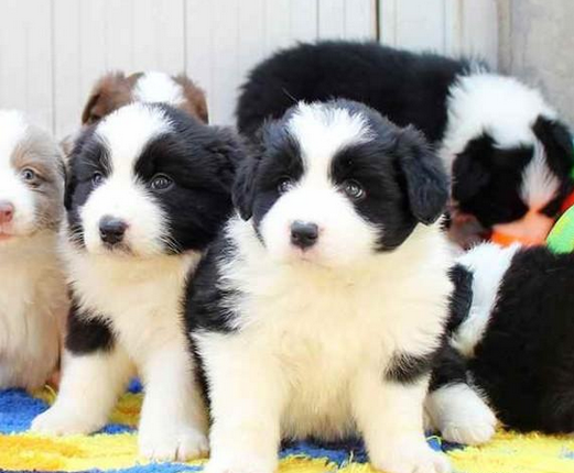 厦门本地出售 精品边境牧羊犬,疫苗驱虫已做,可视频