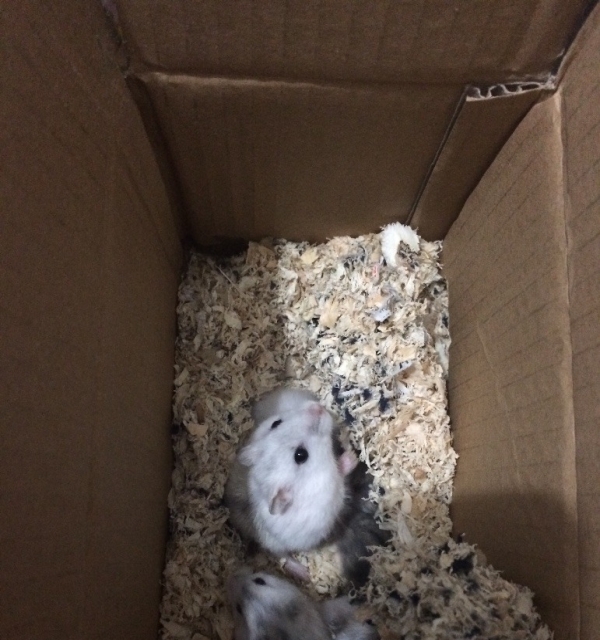仓鼠幼崽免费赠送