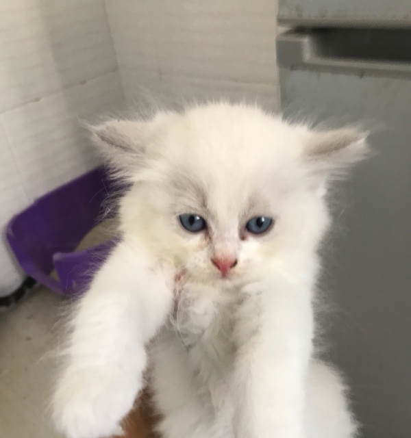 布偶猫纯种幼猫