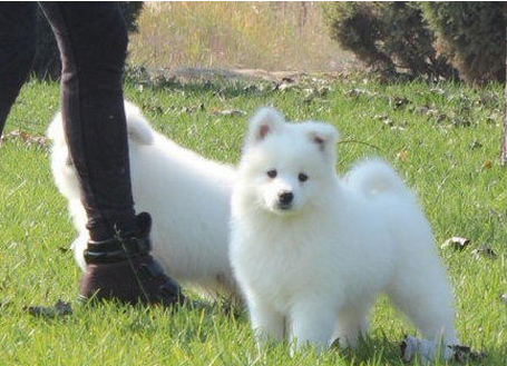 厦门本地出售 精品萨摩耶犬,疫苗驱虫已做,可视频