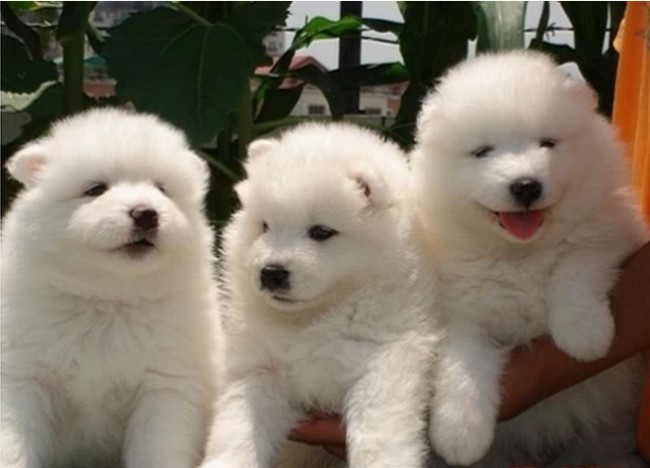 厦门本地 出售萨摩耶幼犬狗狗包健康纯种 无忧