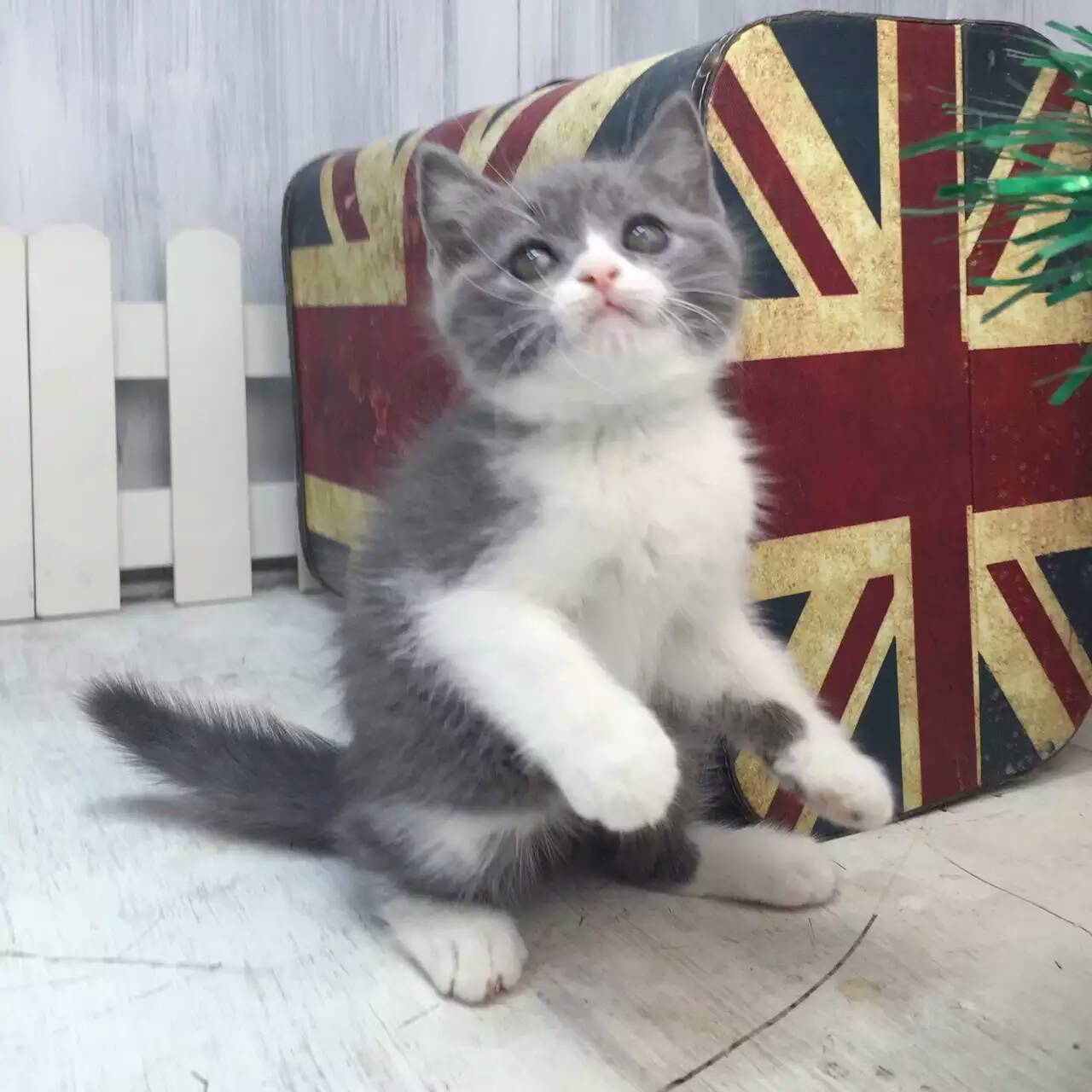 福建厦门英国短毛猫蓝白幼猫多少钱能买