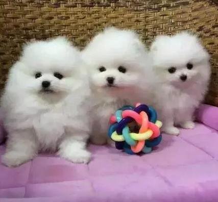 厦门本地出售 精品博美犬,疫苗驱虫已做,可视频