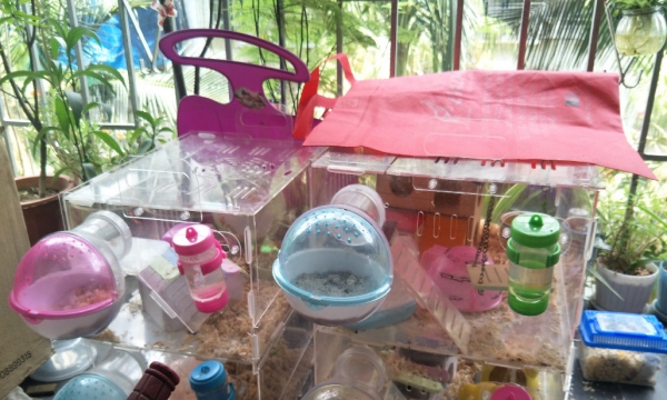 仓鼠免费送有爱心人