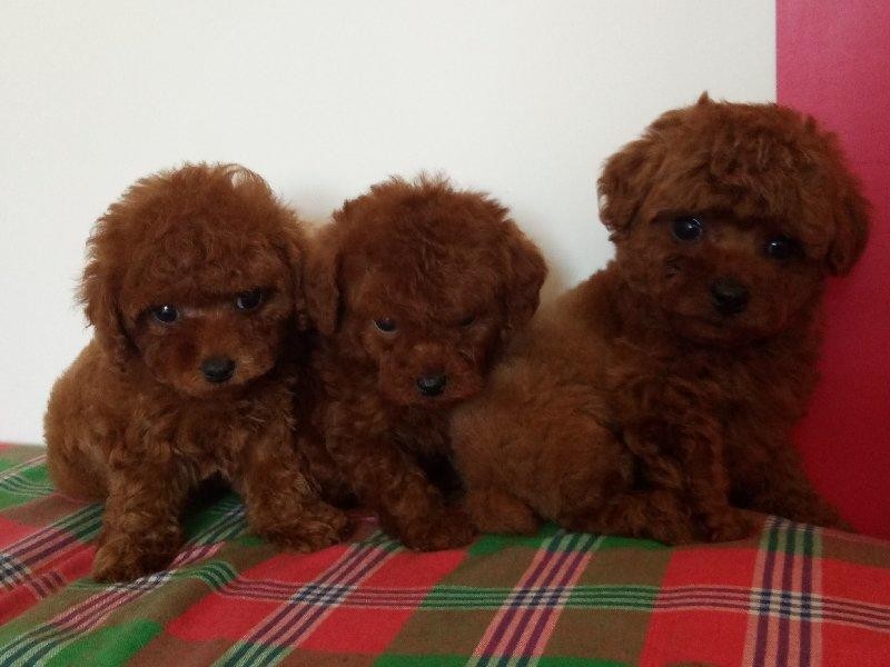 厦门本地出售 精品泰迪犬,疫苗驱虫已做,可视频