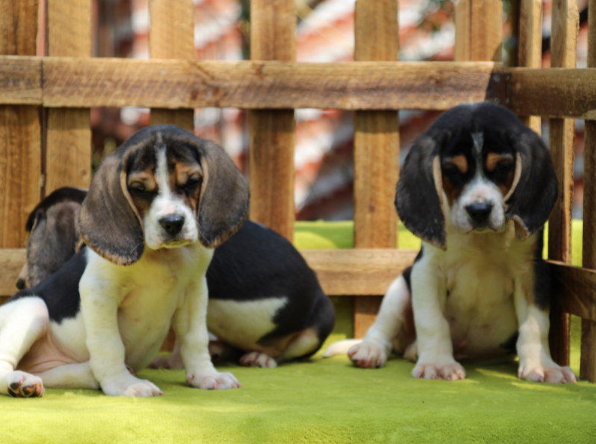 厦门本地出售 精品比格犬,疫苗驱虫已做,可视频