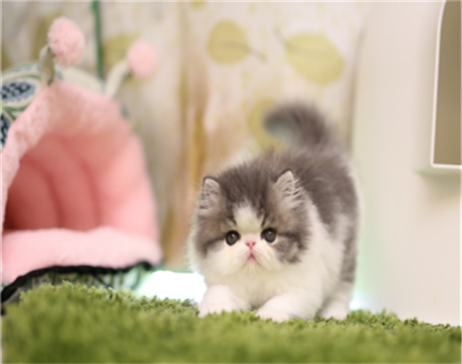 多只精品加菲猫宝宝疫苗驱虫已做好喜欢就速速下单