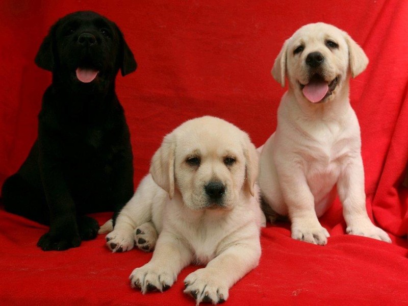 厦门本地 出售拉布拉多幼犬狗狗包健康纯种 无忧