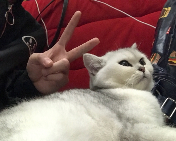 英短银渐层,卖有心人士