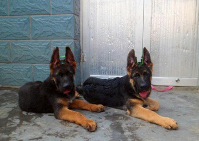 厦门本地出售 精品德国牧羊犬,疫苗驱虫已做,可视频