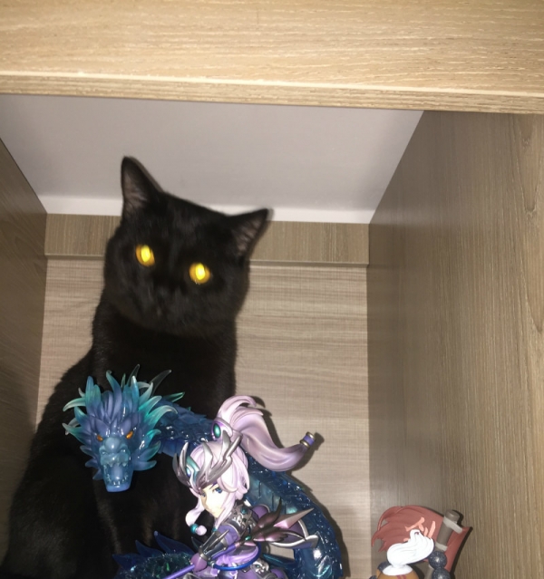 英短公猫找配种,来个英短母猫