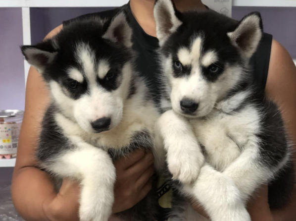 厦门本地出售 精品哈士奇犬,疫苗驱虫已做,可视频