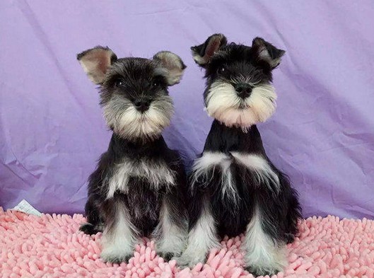 厦门本地出售 精品雪纳瑞犬,疫苗驱虫已做,可视频