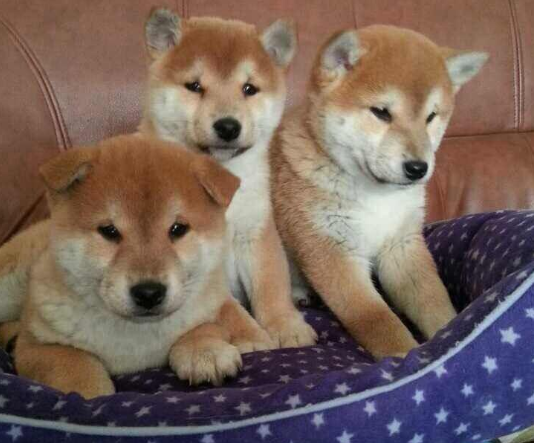 厦门本地出售 精品柴犬,疫苗驱虫已做,可视频