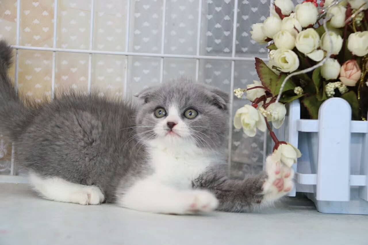 高品质英短银渐层猫咪折耳猫银渐层 找新家