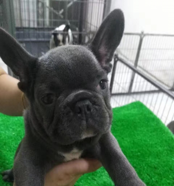 蓝猫 批发零售各类名犬名猫