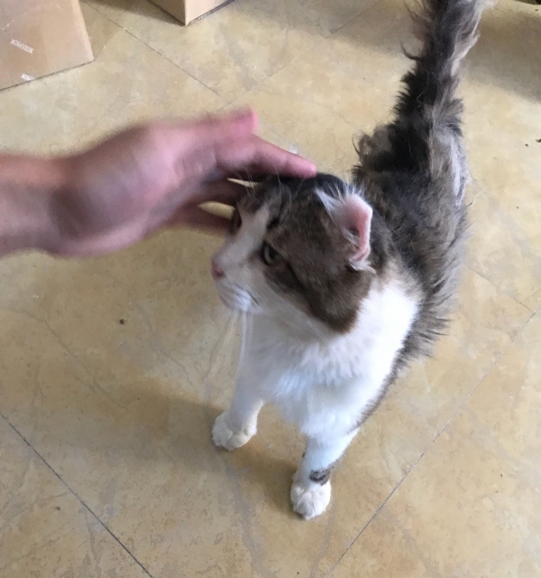 家庭猫舍种公借配