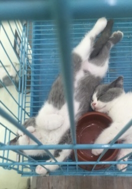 卖可爱健康的各种猫咪