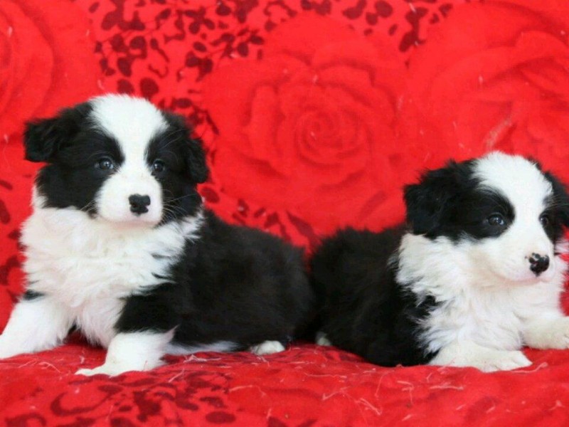 厦门本地 出售边境牧羊犬幼犬狗狗包健康纯种 无忧