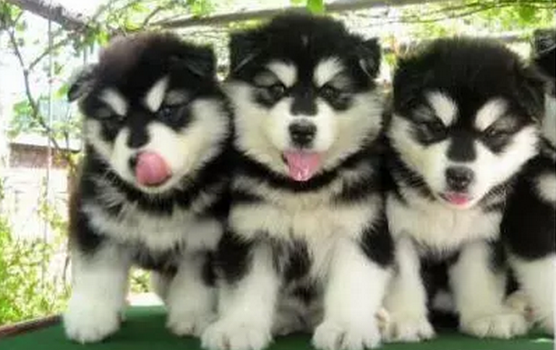 厦门本地 出售阿拉斯加幼犬狗狗包健康纯种 无忧