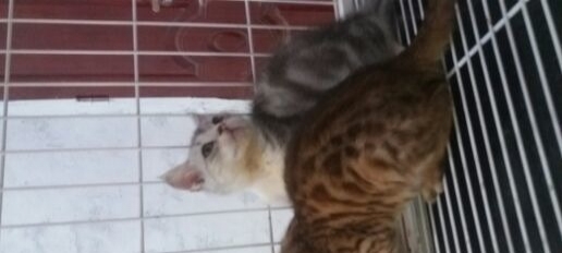 自家猫舍繁殖的